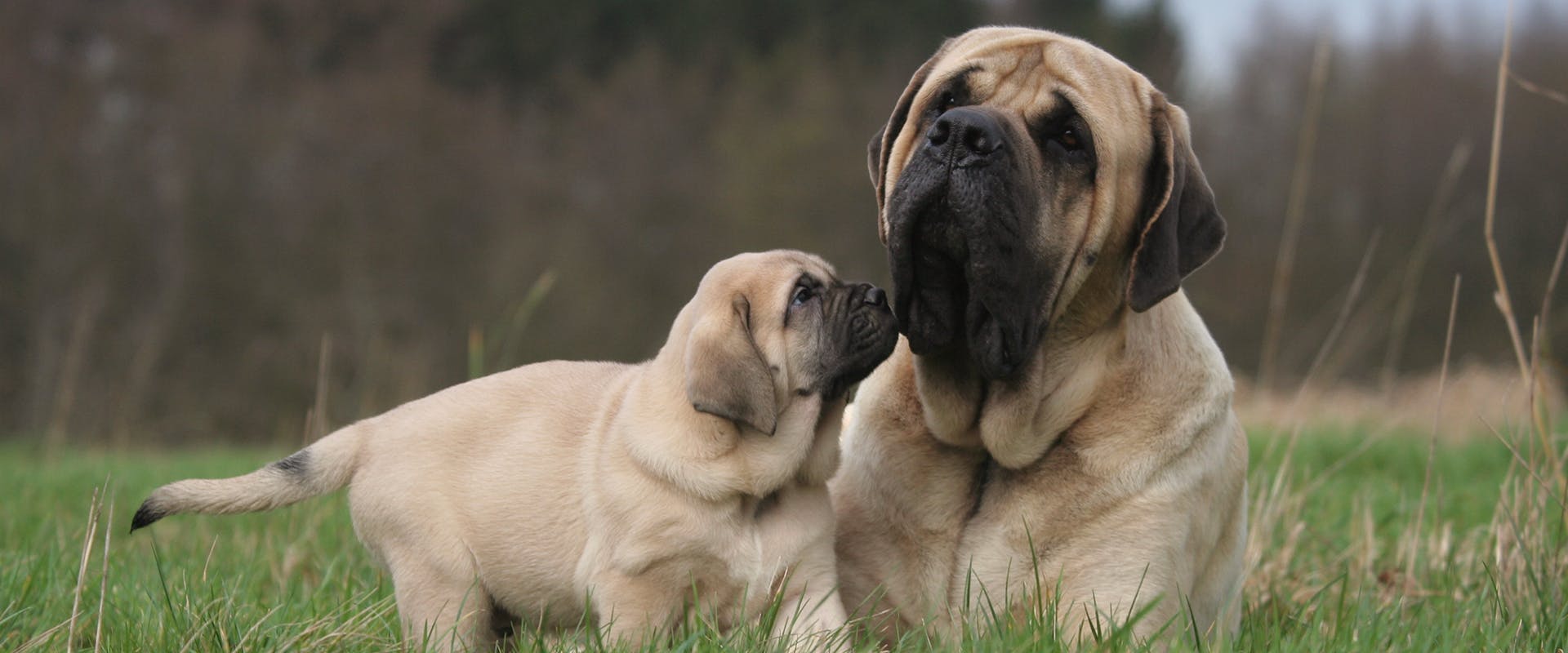 Mastiff dog deals names